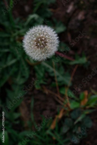 Fototapeta A close-up of a white dandelion seed head standing above autumn ground. Soft bokeh reveals a blurred urban background, creating a delicate contrast between nature and city.