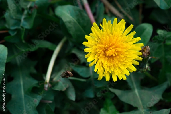 Obraz A close-up of a vibrant yellow dandelion in full bloom, standing out against dark green leaves. Soft bokeh and rich contrast highlight the flower’s vivid color and natural beauty.