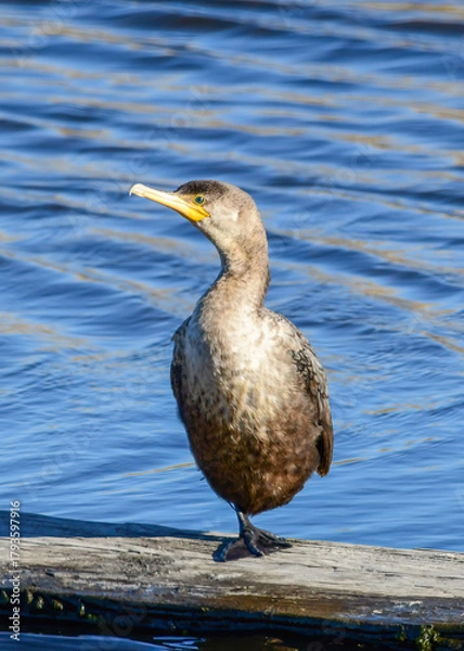 Fototapeta A Double-crested Cormorant standing on. piece of wood