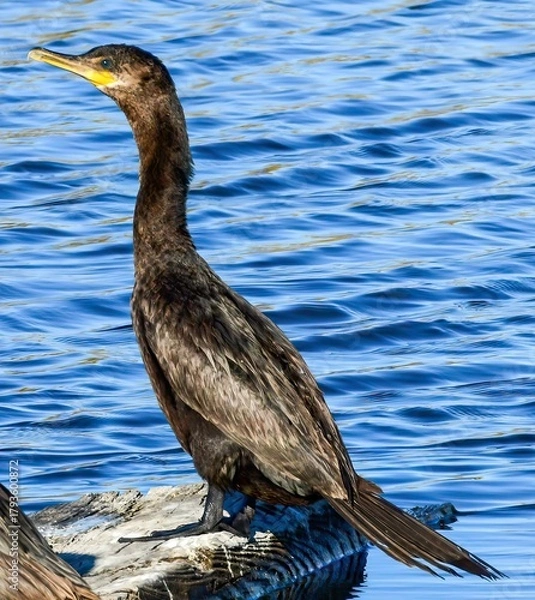 Fototapeta A Double-crested Cormorant standing on. piece of wood