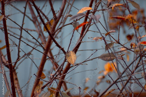 Obraz autumn background with yellow leaves.