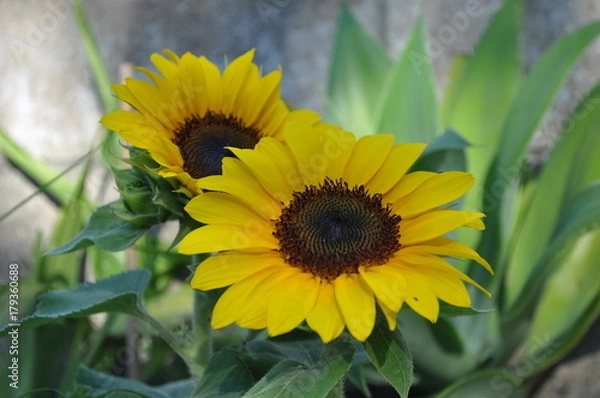 Fototapeta Sunflower