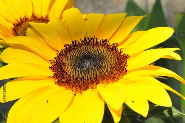 Fototapeta Sunflower