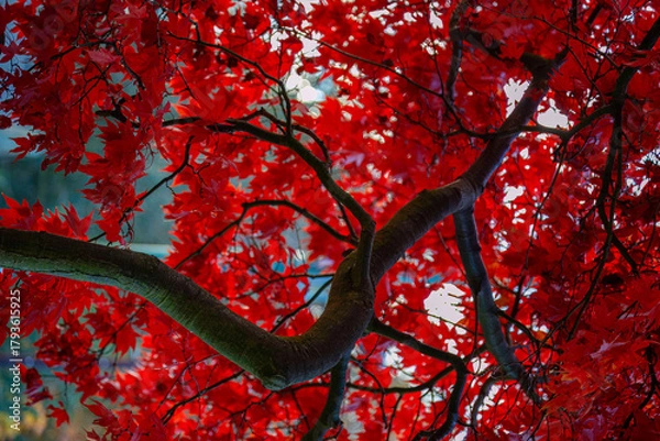 Obraz The vibrant autumn foliage of a Japanese maple tree, scientifically known as Acer palmatum, St Andrews Bothal, Northumberland