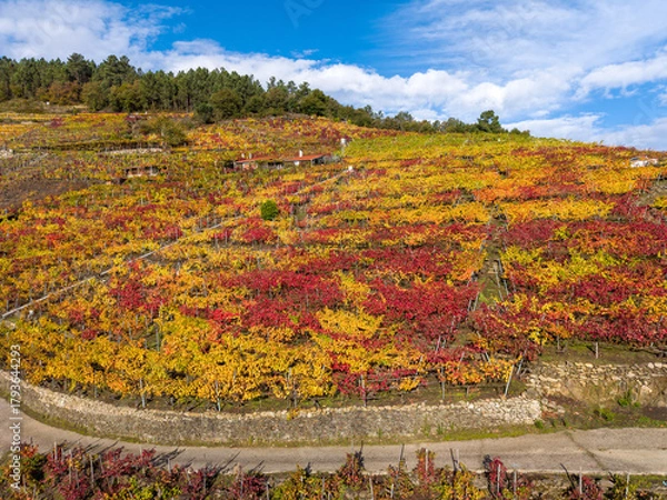 Obraz Terraced vineyards in ribeira sacra, galicia, showing rich red and yellow fall leaves under blue sky