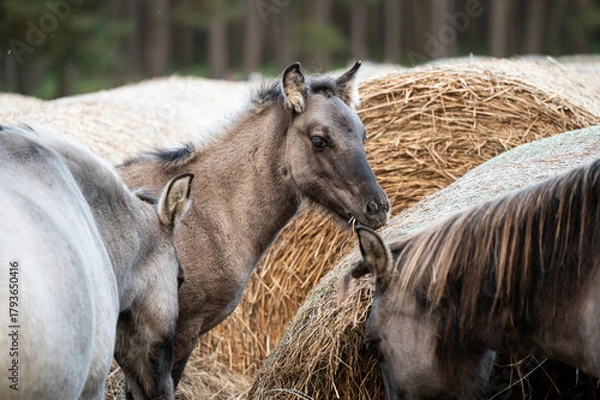 Fototapeta A Polish horse grazing in a forest in a herd. Selective focus.