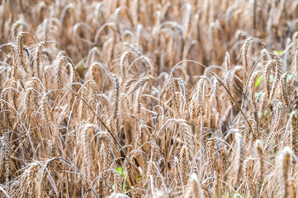 Fototapeta A field of grain waiting to be harvested during summer.