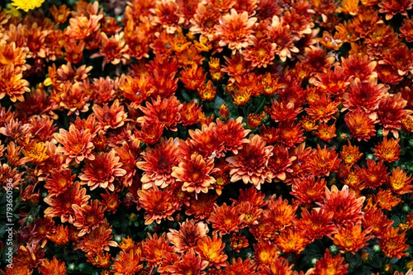 Fototapeta Red chrysanthemums in a bouquet, selective focus.
