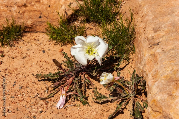 Obraz Blooming flower in the Colorado National Monument, one of the grand landscapes of the American West.