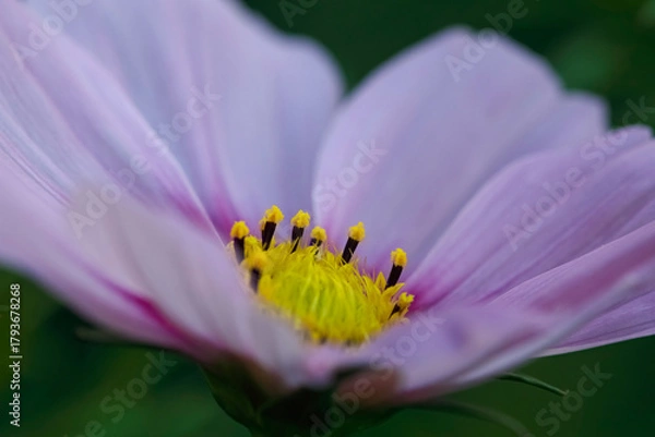 Fototapeta Autum pink flower stamens macro