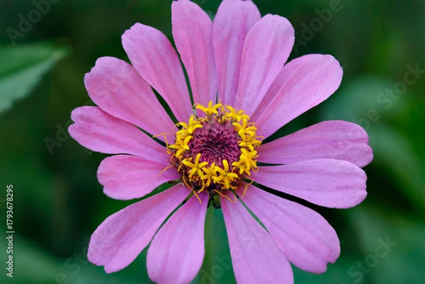 Obraz Autum pink flower macro