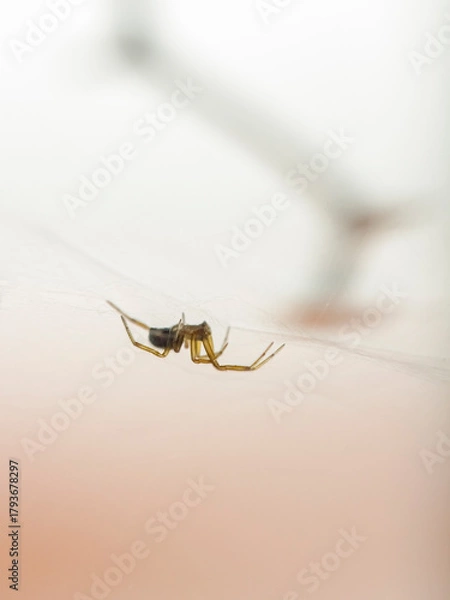 Fototapeta Soft backlit small spider in his web