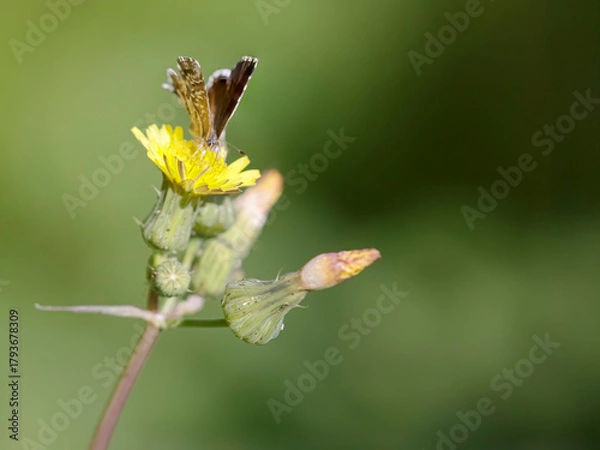 Obraz Tiny autumn butterfly