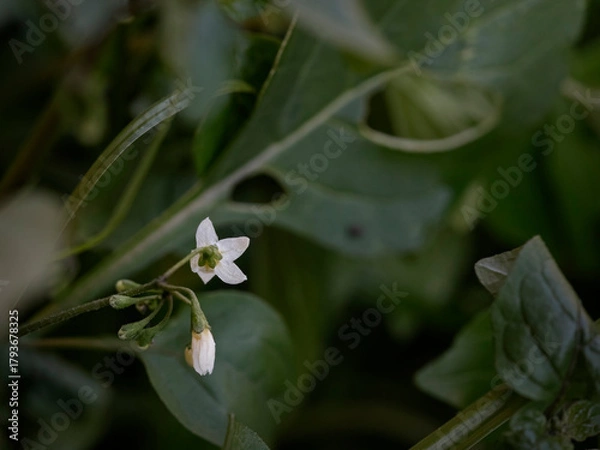 Obraz Small autumn white flowers