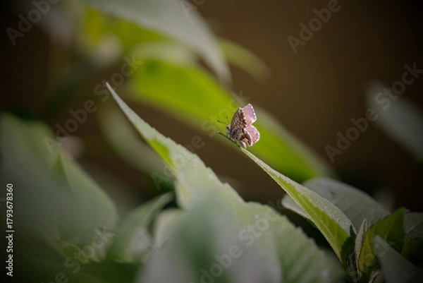 Obraz Tiny autumn butterfly