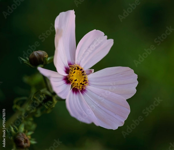 Obraz Autumn pink flower