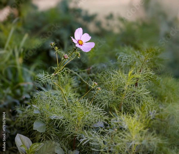 Obraz Autumn pink flower