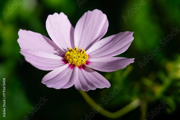Fototapeta Autum pink flower stamens macro