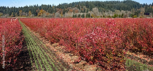 Obraz Fall landscape - Blue berry fields have turned red