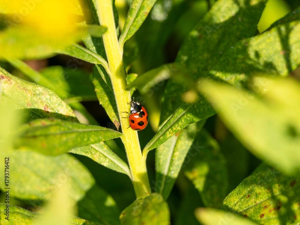 Fototapeta 野原の植物とナナホシテントウ