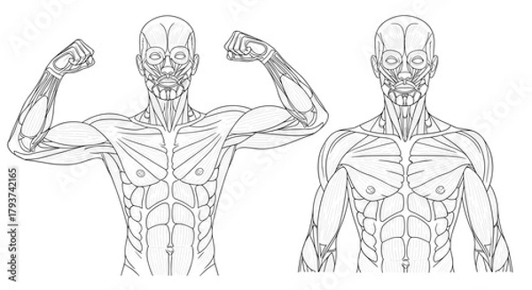 Obraz Illustration of two male figures showing muscles and anatomical detail
