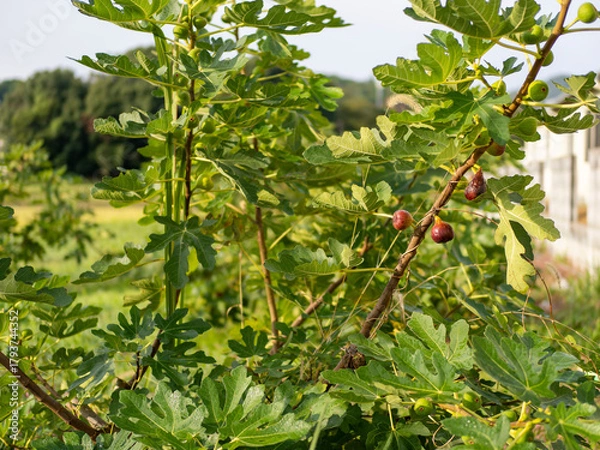 Fototapeta 実を付けたイチジクの木