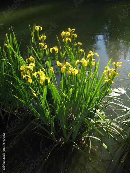 Obraz Pond Water Iris - Late light illuminates a group of yellow iris at edge of pond