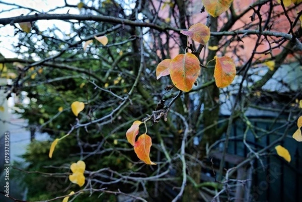 Fototapeta autumn in the forest