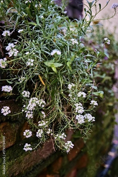 Fototapeta wild thyme in a garden