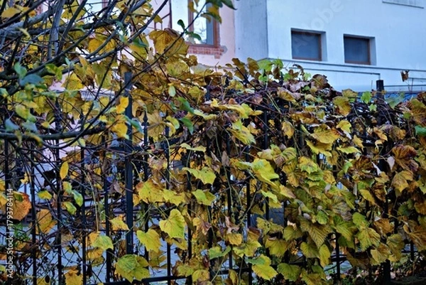 Fototapeta ivy on the wall