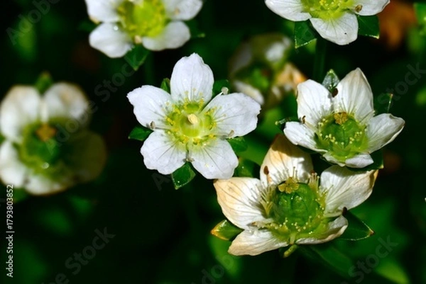 Fototapeta Grass of parnassus (Parnassia palustris) flowers. Celastaraceae, grows in mountain wetlands, and white flowers bloom from summer to autumn.