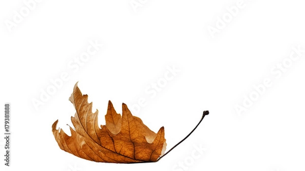 Fototapeta leaf one isolated dry yellow winter background