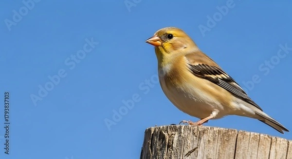 Obraz American Goldfinch Perched on Weathered Wooden Post Against Clear Blue Sky.