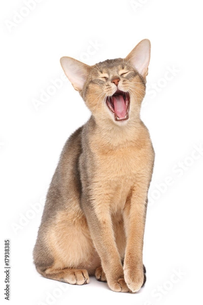 Obraz Yawning abyssinian cat