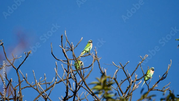 Fototapeta bird on a branch
