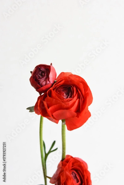 Fototapeta 赤いラナンキュラス