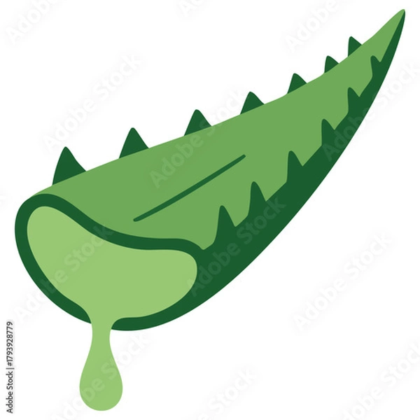Fototapeta Aloe vera plant vector graphic isolated on white background with text space available