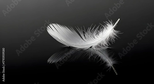 Fototapeta A delicate white feather resting on a reflective black surface, creating a serene and minimalist visual with subtle shadows and smooth textures