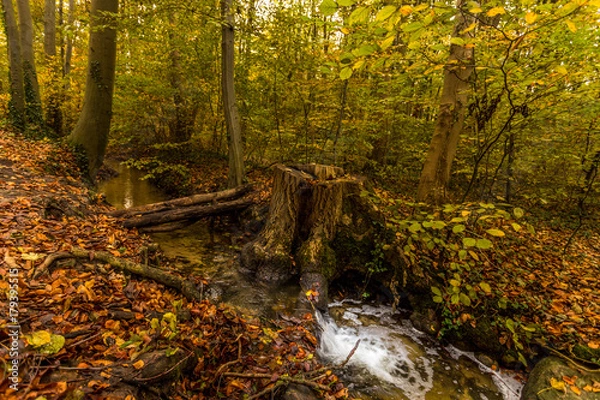 Fototapeta herbstwald