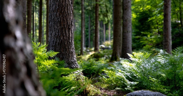 Fototapeta Forest background overlay positioned left presents serene view with lush ferns and tall trees evokes sense of calm and tranquility in nature scene