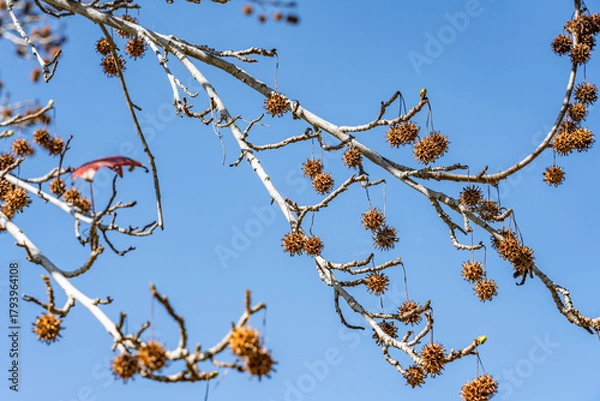 Fototapeta Platanus racemosa is a species of plane tree. California sycamore, western sycamore, California plane tree, aliso. Kenneth Hahn State Recreation Area, Baldwin Hills Mountains of Los Angeles California