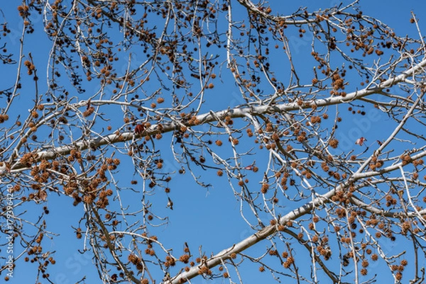 Fototapeta Platanus racemosa is a species of plane tree. California sycamore, western sycamore, California plane tree, aliso. Kenneth Hahn State Recreation Area, Baldwin Hills Mountains of Los Angeles California