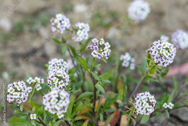 Obraz Lobularia maritima (syn. Alyssum maritimum), low-growing flowering plant, family Brassicaceae. sweet alyssum, sweet Alison. Kenneth Hahn State Recreation Area, Baldwin Hills Mountains of Los Angeles	