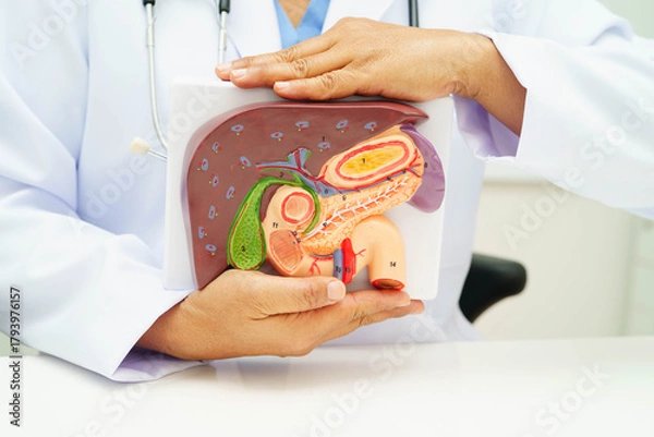 Fototapeta Liver with gallbladder, pancreas spleen and duodenum, Asian doctor holding human anatomy model for study diagnosis and treatment in hospital.