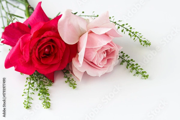 Fototapeta Two reddish pink rose in the left upper corner, accented by green foliage on a clean white background. Ideal for Valentine's Day, wedding invitations, Mother's Day cards, and more.