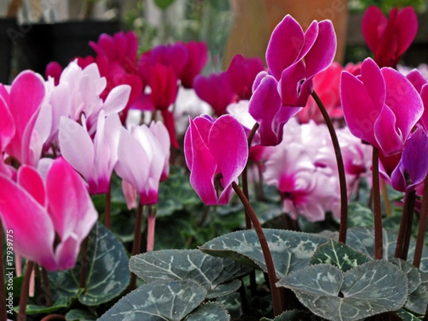 Fototapeta Cyclamen