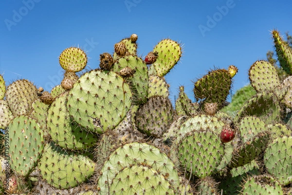 Fototapeta Opuntia oricola is a species of prickly pear cactus known by the common name chaparral prickly pear. Kenneth Hahn State Recreation Area, Baldwin Hills Mountains of Los Angeles California