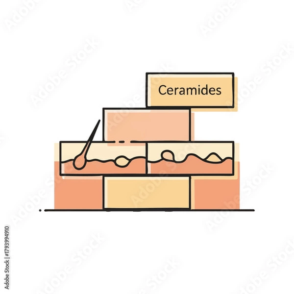 Fototapeta A simple illustration depicts the vital role of ceramides in maintaining healthy skin by forming a protective barrier against external factors and moisture loss.