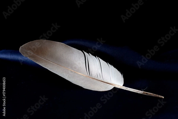 Fototapeta A feather from a poultry