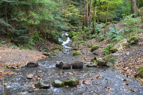 Obraz woodland stream